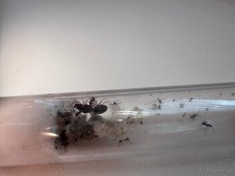 Kolónia mravcov Lasius Niger