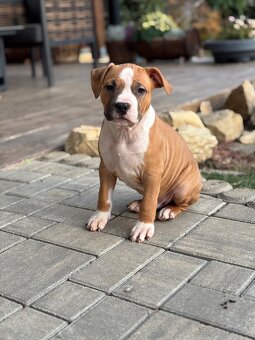 Americký stafordšírsky teriér