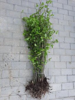 Hrab obyčajný a hrab bonsaj