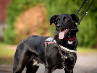 Darujem krásneho mladého psa - mix nemecký ovčiak