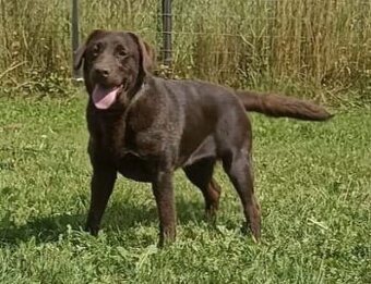 Labrador