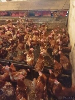 11 a pól mesačne nosnice