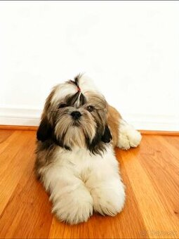Shi-tzu s PP / shi tzu / shih-tzu / shitzu
