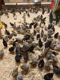 Prepelice japonské - 1