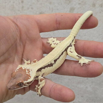 Pagekon riasnaty - C. ciliatus z vlastneho odchovu od 30€