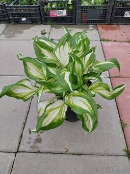 Hosta