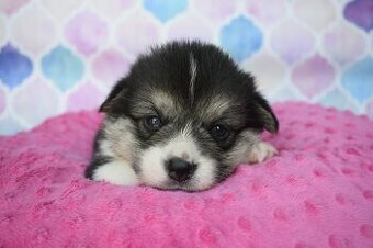 Welsh Corgi Pembroke S PP