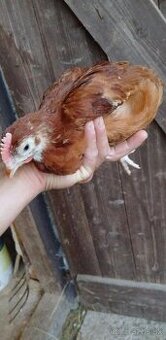 Kalimero