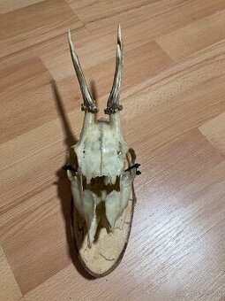 🦌Predám lebku srnca s parohmi - trofej 🦌
