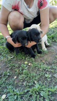 Labrador zlatý a čierny