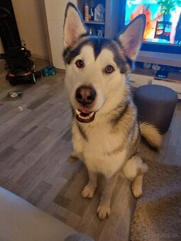 Sibyrsky husky