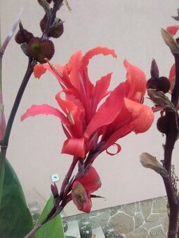 Kana indická-červená