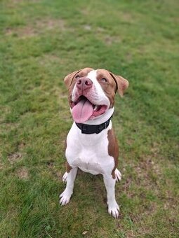 Darujem pitbulla