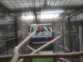 Papagáj kráľovský