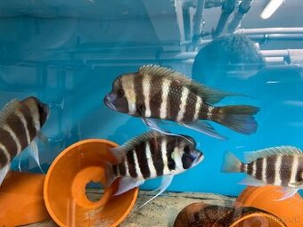 Frontosa Bangwe Yellow