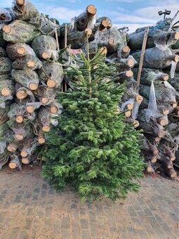 Vianočné stromčeky 200cm/30€ - 1