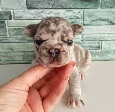 Francuzsky buldocek steniatka