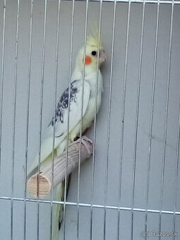 Korely -krúžkované