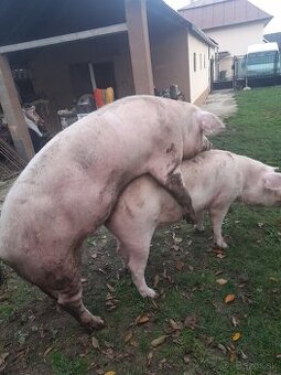 Predám ošípanu kanca