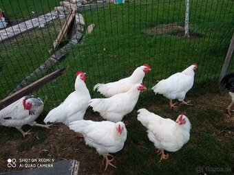 Predám kohútov