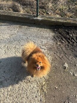 Šteniatko trpaslici spic