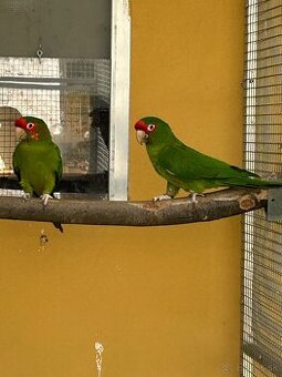 Aratinga červenolíca