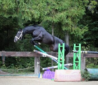 Mladý, krásny čierny valach s rodokmeňom trk,han
