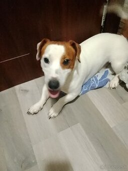Darujem Jack Russell teriéra