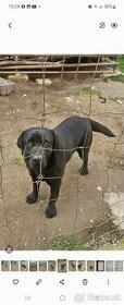 Labrador retriever - 1