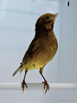 Kanárik