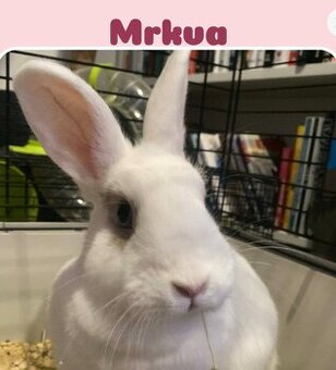 Mrkvička na adopciu