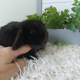 Samičky minilop sestry mladatka