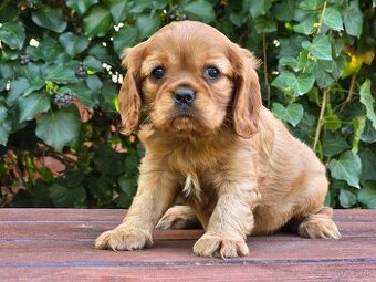 Cavalier King Sharles Spaniel
