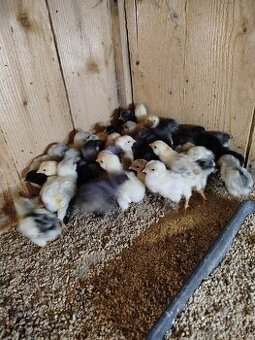 Araucana kuriatka