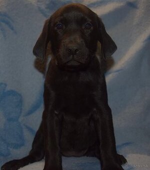 Labrador Retriever Anglicka pracovná línia