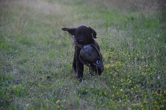 Labrador Retriever Anglicka pracovná línia