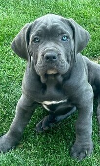Cane Corso s PP