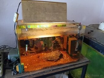 Aquarium, rybyčky ,ryby akvarium