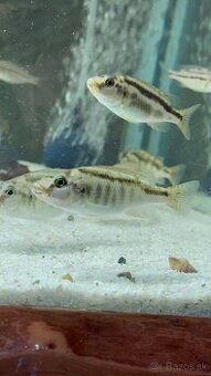 CHampsochromis