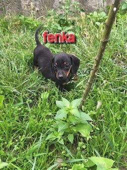 Jazvecik trpaslici-FENKA
