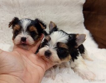 Biewer Yorkshire terrier s rodokmeňom