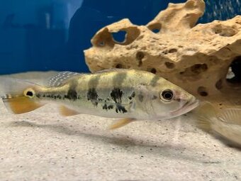 Predám Peacock Bass