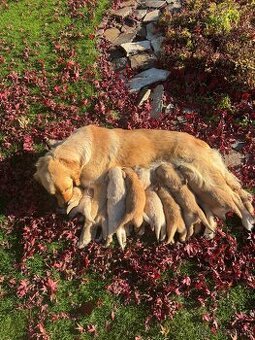 Golden retriever - 1