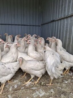 Nosnice,mládky,kury