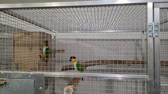 Amazonik ciernotemenny