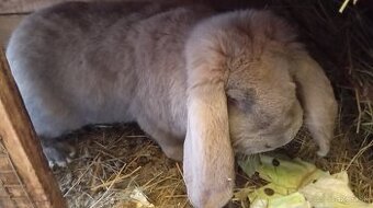 Francúzsky baran samec