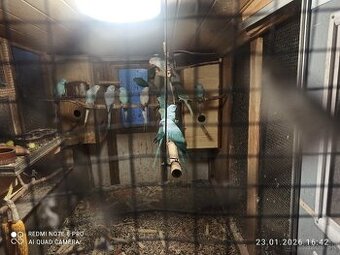 Predám alexandre male rôzne mutacie.