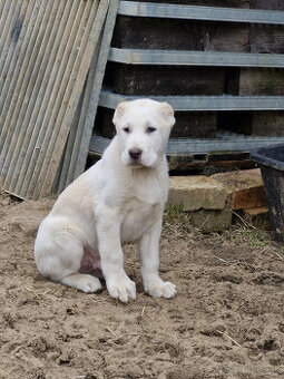 Stredoázijský ovčiak SAO s PP
