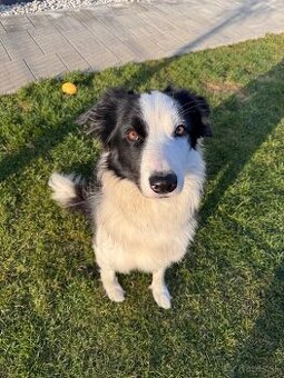 Darujeme nášho psíka border kóliu