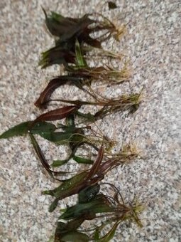 Rastlinky do akvária